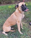 251273  Koda