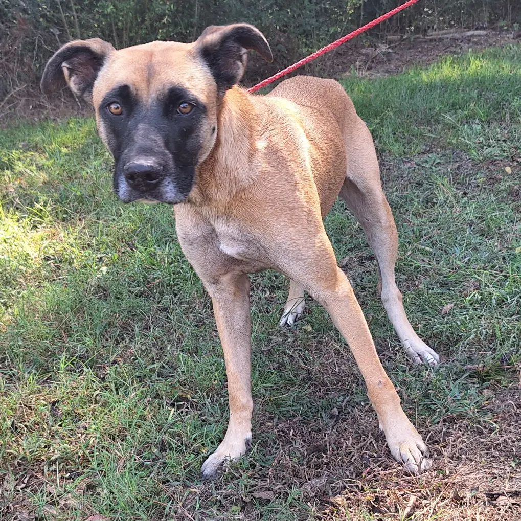 Koda image 4