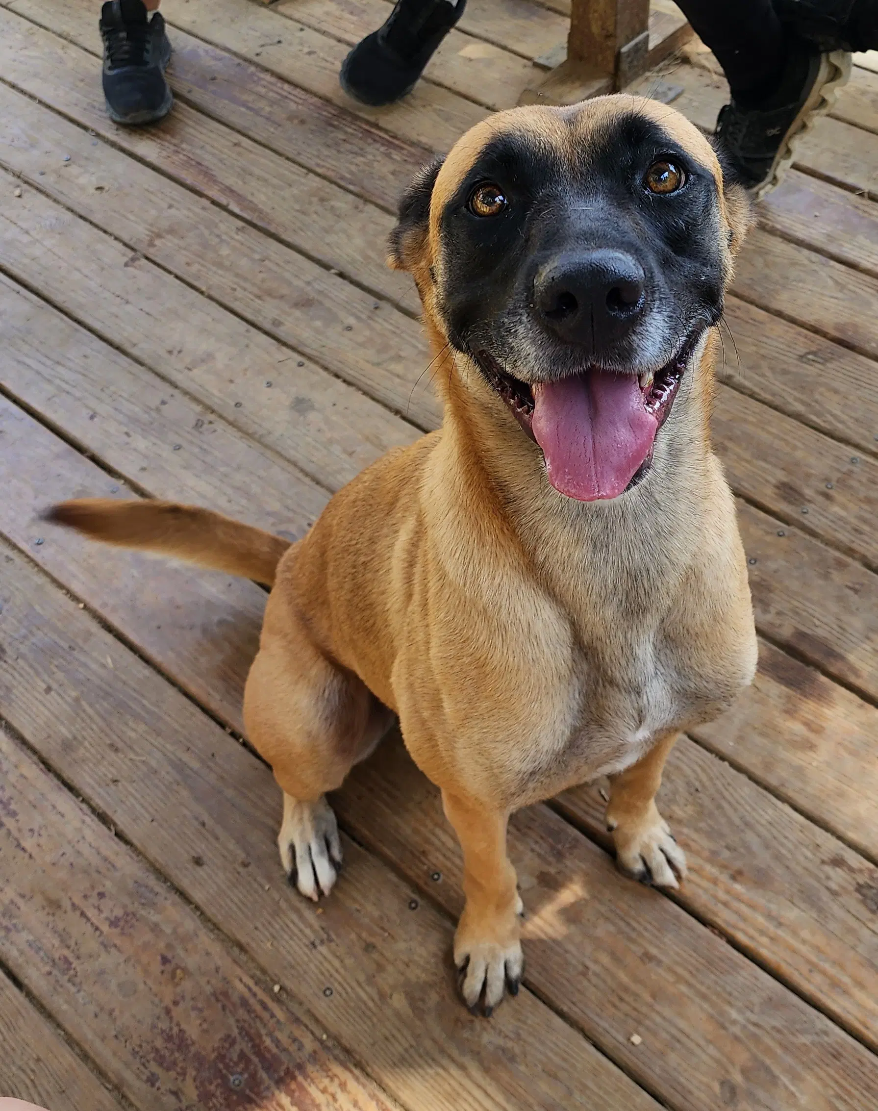 Koda image 3