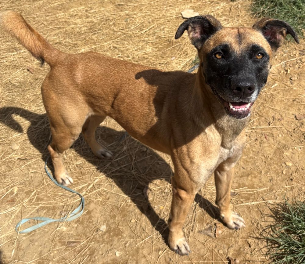 260341 Koda, photo 3