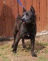 251408  Lycan