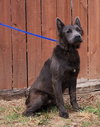 251408  Lycan