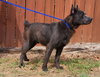 251408  Lycan