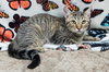 250888  Skylar