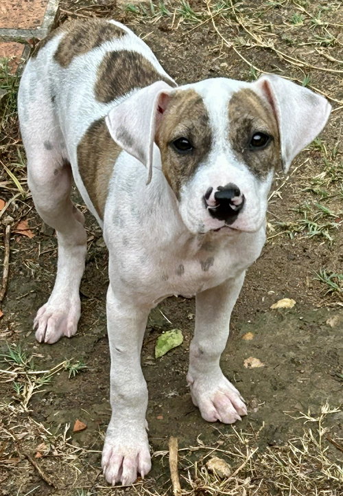 251418  Daisy