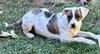 251418  Daisy