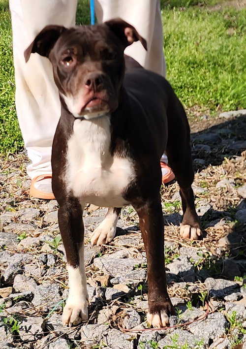 260266 Ruthie, an adoptable Boxer in Wetumpka, AL