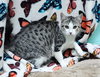 251249  Willow