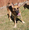 251598  Axel
