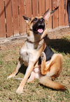 251598  Axel