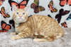 251219  Caleb
