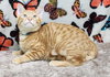 251219  Caleb