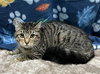 251245  Narla