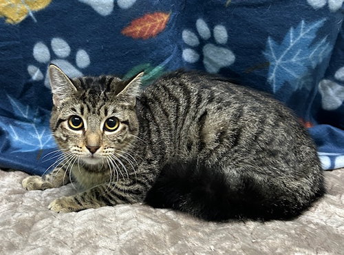 251245  Narla