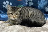 251245  Narla