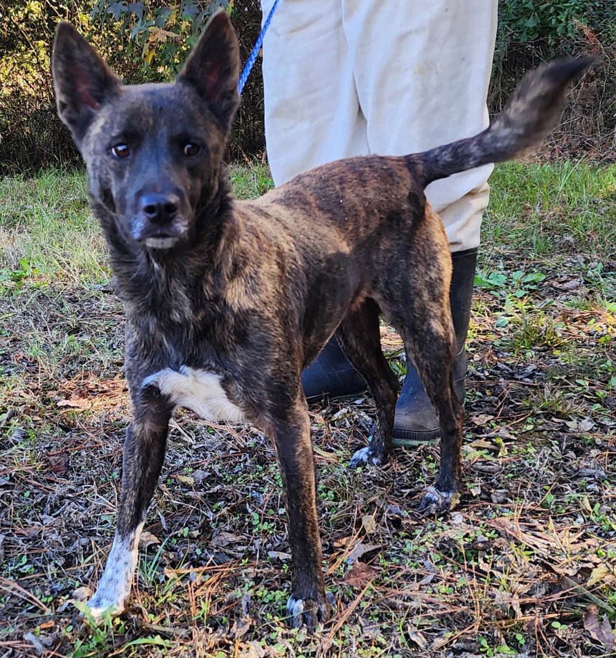 251544  Shiloh