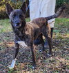 251544  Shiloh