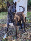251544  Shiloh