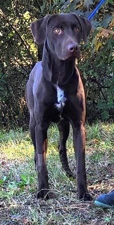 251549  Dax