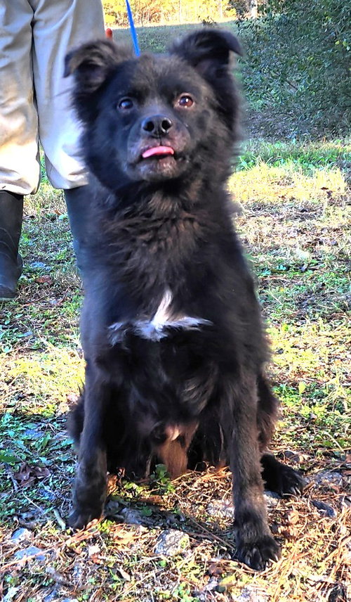 251738  Bear