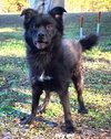 251738  Bear