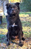 251738  Bear