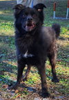 251738  Bear