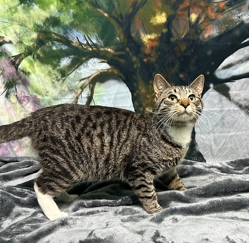 251246  Tiny, Young Domestic Short Hair / Mixed (short coat), cat for adoption in Auburn, Alabama