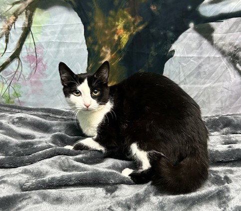 251521  Lannie, Young Domestic Short Hair / Mixed (short coat), cat for adoption in Auburn, Alabama