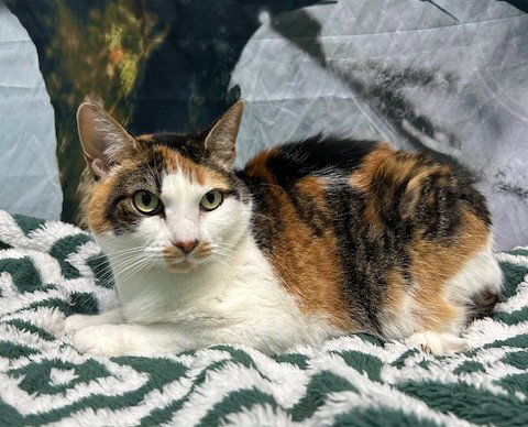251527  Carson, Adult Domestic Short Hair / Mixed (short coat), cat for adoption in Auburn, Alabama