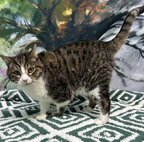 251705 Aubie, Senior Domestic Short Hair / Mixed (short coat), cat for adoption in Auburn, Alabama