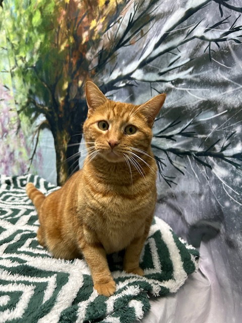 251759  Ringo, Adult Domestic Short Hair / Mixed (short coat), cat for adoption in Auburn, Alabama