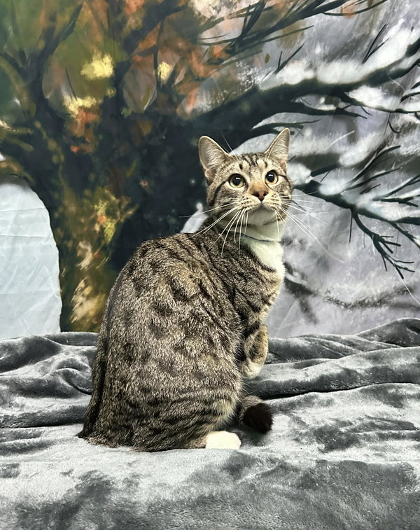 251246  Turbo