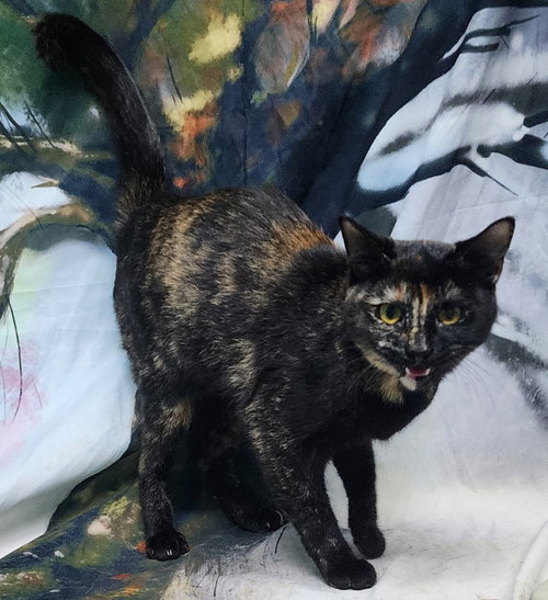 251446  Merry, Young Domestic Short Hair / Mixed (short coat), cat for adoption in Auburn, Alabama