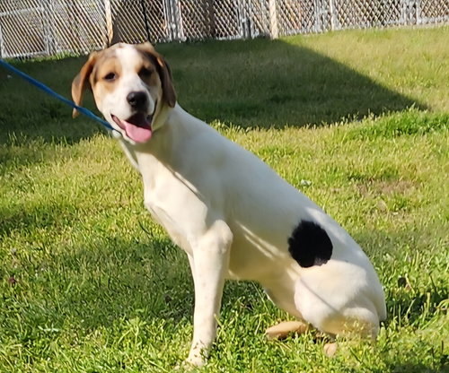 252057 Auburn, an adoptable Hound in Wetumpka, AL