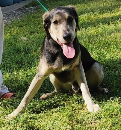 picture of the dog needing adoption