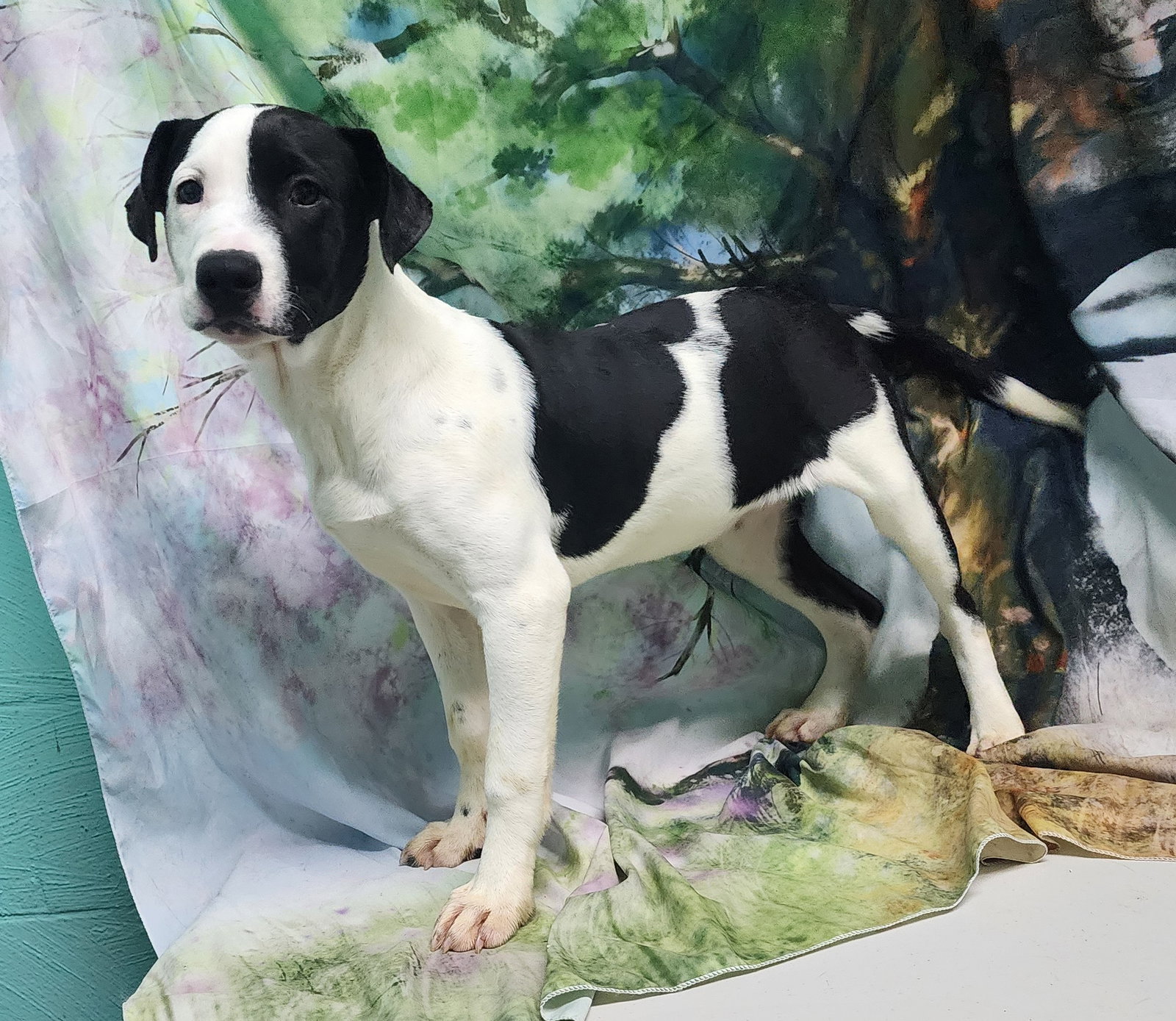 260050  Zoey