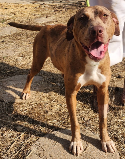 picture of the dog needing adoption
