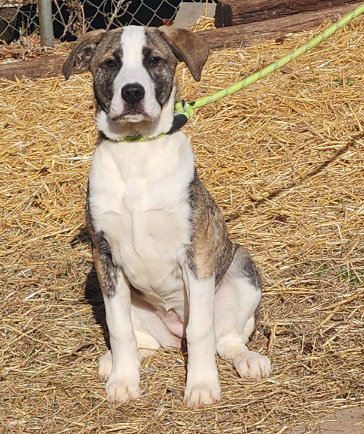 Bulldog