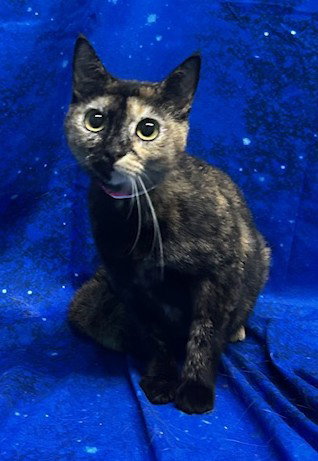 picture of the cat needing adoption