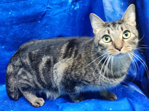 picture of the cat needing adoption