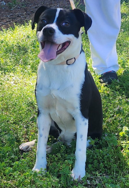 picture of the dog needing adoption