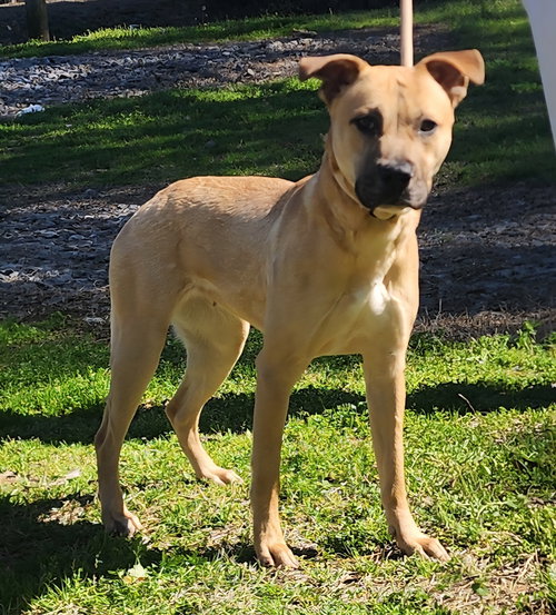 picture of the dog needing adoption