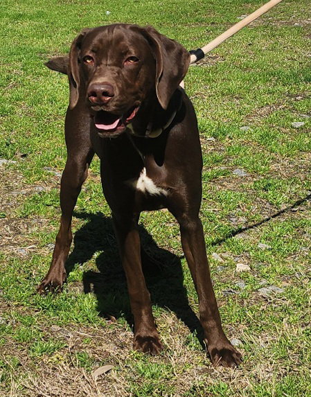 260155  Dexter