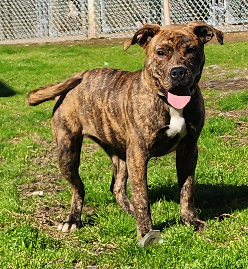 picture of the dog needing adoption