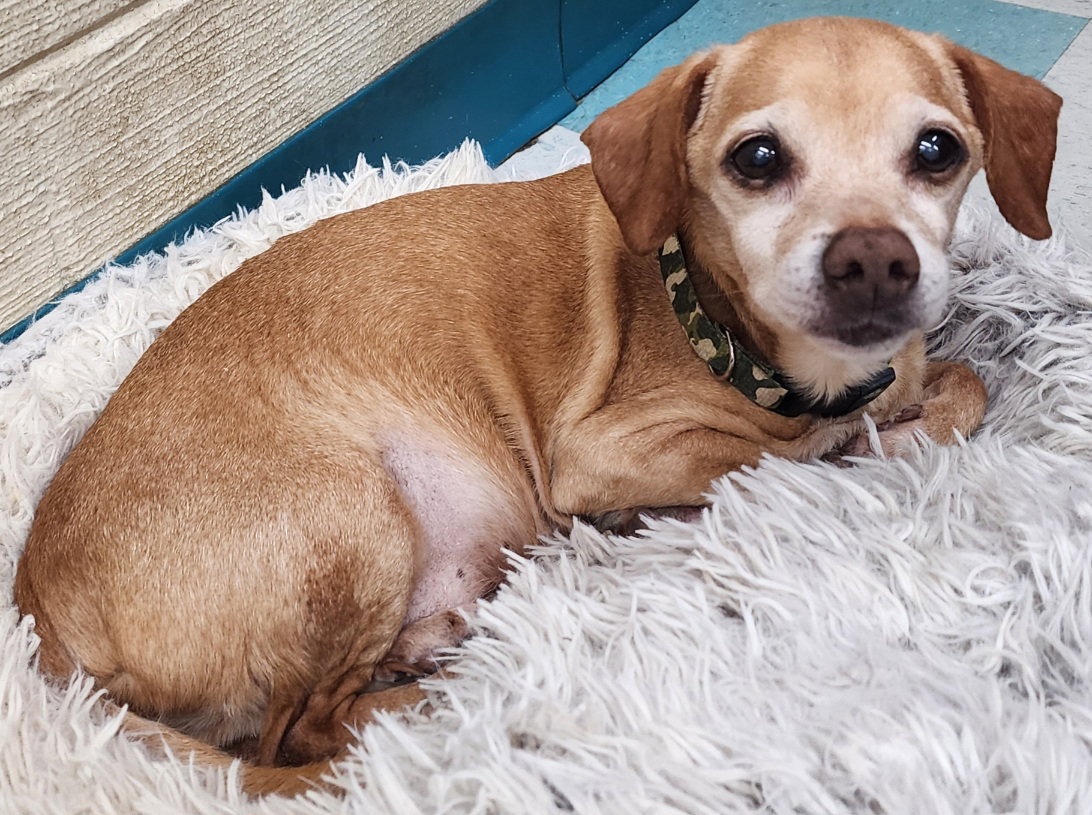 Chihuahua