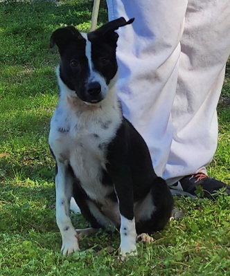 Border Collie
