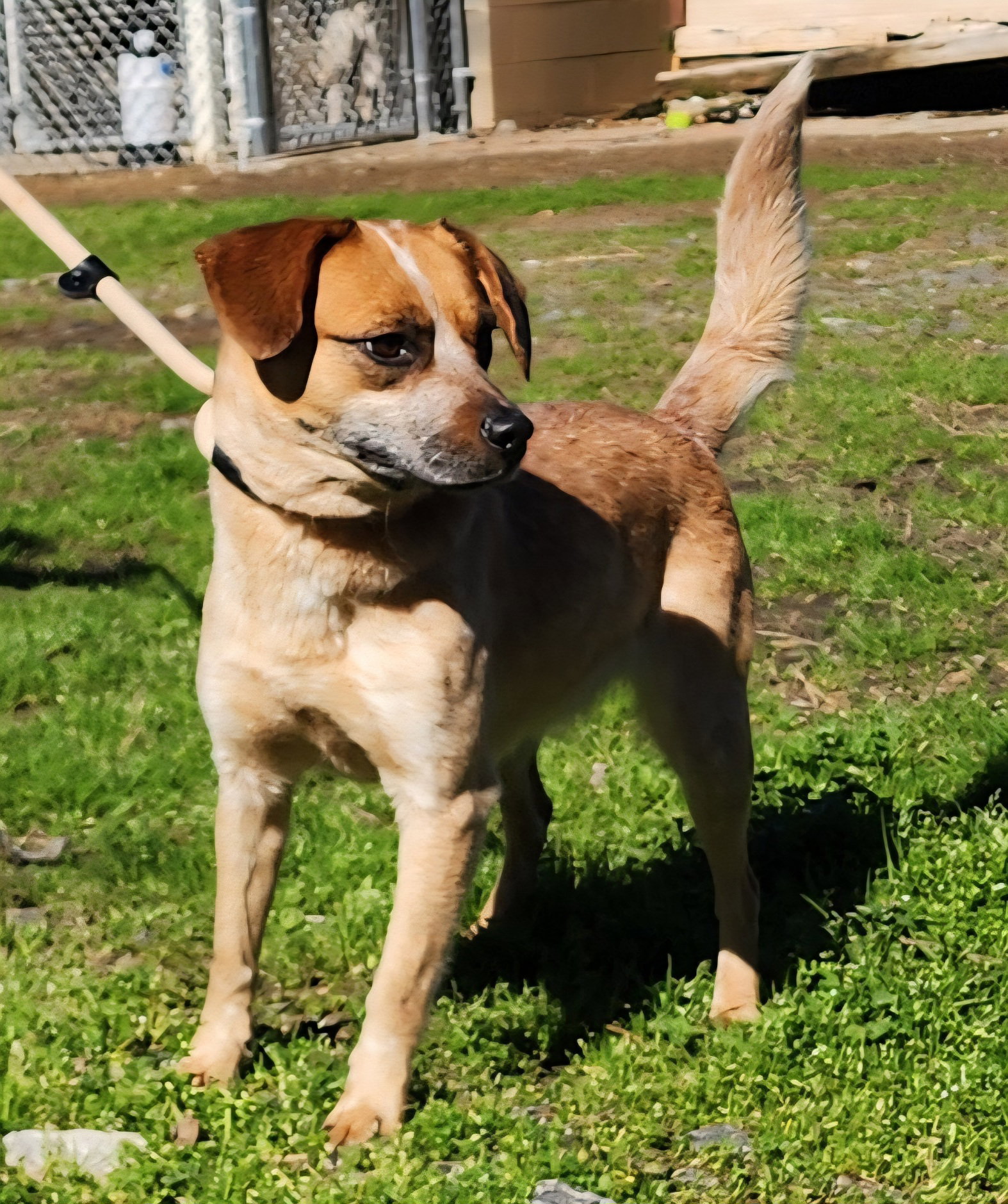 Australian Cattle Dog