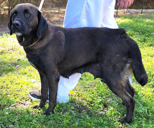 picture of the dog needing adoption