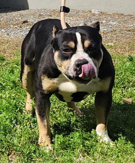 Bulldog